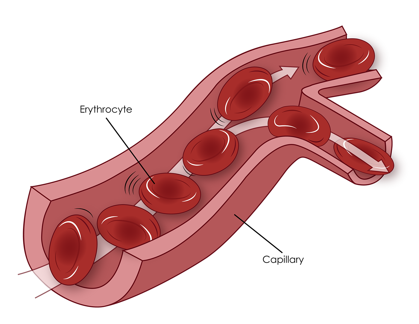 RBCs-in-Capilary-tube-01.png